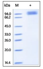 Human FGFR5, Fc Tag on SDS-PAGE under reducing (R) condition. The gel was stained overnight with Coomassie Blue. The purity of the protein is greater than 95%.